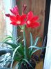 წითელი ყვავილების Vallota ფოტო (ბალახოვანი მცენარე)