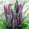 lilac Pot flower Variegated Lily Turf photo (Herbaceous Plant)