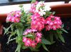 pink Blomst Verbena foto (Urteagtige Plante)