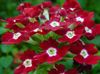 claret Blomst Verbena foto (Urteagtige Plante)
