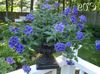 albastru inchis Floare Verbena fotografie (Planta Erbacee)