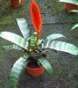 sarkans Zieds Vriesea foto (Zālaugu Augs)