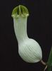 белый Цветок Церопегия фото (Ампельные)