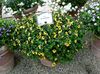 yellow Flower Wishbone flower, Ladys slipper, Blue wing photo (Hanging Plant)