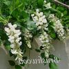 blanc Fleur Glycines photo (Une Liane)