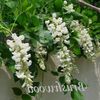 white Flower Wisteria photo (Liana)