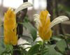 Yellow Shrimp Plant, Golden Shrimp Plant, Lollipop Plant