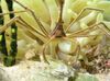 dzeltens Bultiņa Krabji, Caribean Zirnekļkrabis, Caribean Spoku Krabis foto