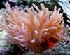 flekket Atlantic Anemone bilde