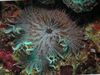 gestreift Perlen Meer (Aurora) Anemone foto