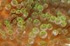 grau Bubble-Spitze-Anemone (Anemone Mais) foto