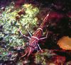raudonas Pneumatinis Verstuvas (Kupranugaris, Saldainiai, Šokiai, Hingebeak, Durban Vyrių-Snapas) Krevetės nuotrauka