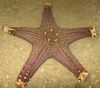 hellblau Choc Chip (Drehknopf) Sea Star