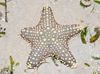 gestreift Choc Chip (Drehknopf) Sea Star