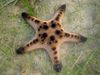Chocolate Chip Sea Star (Horned Sea Star)