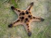 light blue Chocolate Chip Sea Star (Horned Sea Star) photo