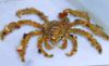 Dekoratør Krabber, Camposcia Dekoratør Krabber, Spider Dekoratør Krabbe