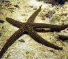 hellblau Galatheas Sea Star