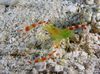 garnele Golden Coral Shrimp