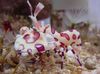 rudas Harlequin Krevetės, Klounas (White Orchid) Krevetės nuotrauka