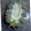 grå Sjøsnegler Salat Sea Slug bilde