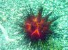 rot Gewöhnlicher Urchin