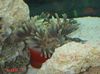 ნაცრისფერი აქტინიები ბრწყინვალე ზღვის Anemone ფოტო