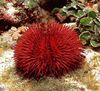 rauður Pincushion Urchin