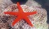 Raudona Starfish