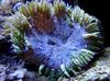 blau Rock Blume Anemone foto