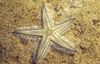 hellblau Sand Sieben Sea Star