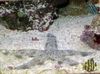 Gaineamh Starfish Criathrú