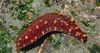 црвен Краставци Sea Cucumber фотографија