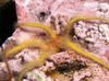ყვითელი Sponge Brittle ზღვის ვარსკვლავი