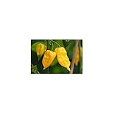 foto: acquista Semi di peperoncino Habanero Hot Lemon on-line, miglior prezzo EUR 4,00 nuovo 2024-2023 bestseller, recensione