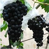 foto: acquista Pinkdose 200 Black garden uva rara colorata d'uva frutta bonsai di trasporto on-line, miglior prezzo  nuovo 2024-2023 bestseller, recensione