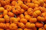 foto: acquista 100 semi di zucca Jack Be Little on-line, miglior prezzo EUR 12,85 nuovo 2025-2024 bestseller, recensione