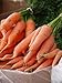 foto Carote giganti, uniche e gustose, circa 50 semi, ad alto contenuto di carotene, un’esplosione di vitamine 2024-2023
