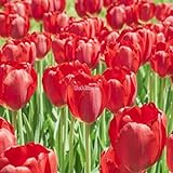 foto: acquista Kisshes Giardino - 100 Pezzi Bulbi di tulipano Semi di fiori Bulb Semi di fiori colorati Tulipani Bonsai Hardy Perenne on-line, miglior prezzo EUR 1,99 nuovo 2024-2023 bestseller, recensione
