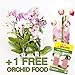 foto 10 uds. Phalaenopsis, 2 Transmisión, Orquídea, flores, 9cm Olla, orquídea, Orquídea 2024-2023