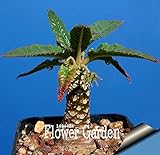 foto: acquista Pinkdose Grande promozione Celestial Being Bonsai - Cactus - Anti-Radiazioni pianta in Vaso Giardino di Famiglia 100 pc/Pacchetto, 3YC7UH on-line, miglior prezzo  nuovo 2024-2023 bestseller, recensione