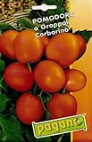 foto: acquista Pomodoro a Grappoli Semi Corbarino pomodoro - 5 grammi on-line, miglior prezzo EUR 10,99 nuovo 2024-2023 bestseller, recensione
