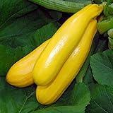 foto: acquista Zucchino giallo Gold Rush F1 (Semente) on-line, miglior prezzo EUR 3,00 nuovo 2025-2024 bestseller, recensione