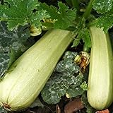 foto: acquista Zucchino bianca di Trieste (Semente) on-line, miglior prezzo EUR 1,10 nuovo 2025-2024 bestseller, recensione