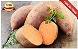 foto: acquista Portal Cool 20Pcs Patata Dolce Semi Piante da frutto di Verdure Batata Organic Bonsai Garden DIY on-line, miglior prezzo EUR 9,99 nuovo 2024-2023 bestseller, recensione