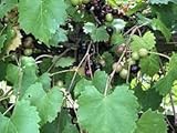 photo: You can buy Dichondra 100pcs Muscadine Grape Fruit Seeds online, best price $14.99 ($0.15 / Count) new 2024-2023 bestseller, review