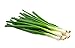 photo Scallion Bunching Onion Seeds, 250+ Evergreen Hardy White, Heirloom, Non-GMO, Allium fistulosum 2024-2023
