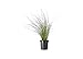 photo Muhly Grass - 2 Live Gallon Size Plants - Muhlenbergia Capillaris - Hairawn Muhly | Drought Tolerant Pink Blooming Ornamental Grass 2024-2023