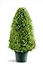 photo National Tree Company Artificial Shrub | Includes Pot Base | Upright Juniper - 30 Inch 2024-2023