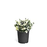 photo: You can buy Brighter Blooms - Dwarf Radicans Gardenia Shrub - Indoor/Outdoor Flowering Plant, 3 Gallon, No Shipping to AZ online, best price $59.99 new 2024-2023 bestseller, review